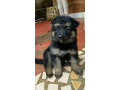 chiot-berger-allemand-small-2
