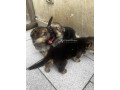 chiot-berger-allemand-small-0