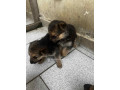 chiot-berger-allemand-small-1