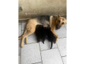 chiot-berger-allemand-small-2
