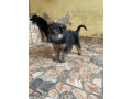 chiot-berger-allemand-small-0
