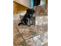 chiot-berger-allemand-small-1
