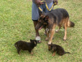 chiot-berger-allemand-small-2