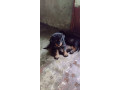chiot-rottweiler-small-0