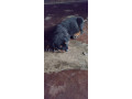 chiot-rottweiler-small-1