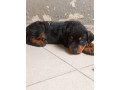 chiot-rottweiler-small-2