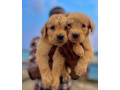 chiots-labrador-golden-retriever-small-0