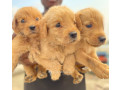 chiots-labrador-golden-retriever-small-1
