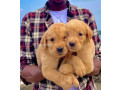 chiots-labrador-golden-retriever-small-2