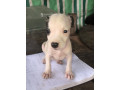 chiots-pitbull-issue-small-1