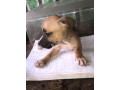 chiots-pitbull-issue-small-2
