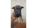 chiots-malinois-charbonner-small-1