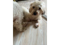 chiot-caniche-small-0