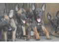 chiot-berger-belge-malinois-small-0