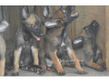 chiot-berger-belge-malinois-small-1