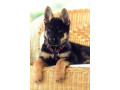 chiot-berger-allemand-small-1