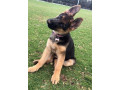 chiot-berger-allemand-small-2