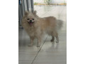 chiots-small-0