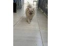 chiots-small-1