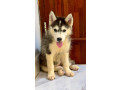 chiot-husky-siberien-small-1