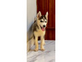 chiot-husky-siberien-small-2