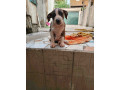 chiot-pitbull-small-0