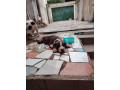 chiot-pitbull-small-1