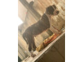 chiot-pitbull-small-2