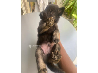 Chiot Malinois 