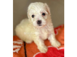Chiot Bichons Maltais