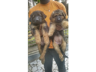 Chiot Berger Allemand 