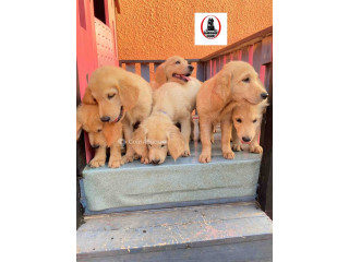Chiot Golden Retriever