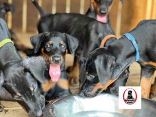 Chiot Doberman