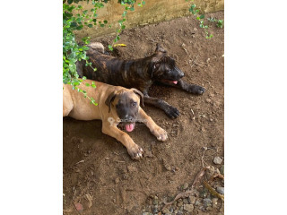 Chiot Boerboel 