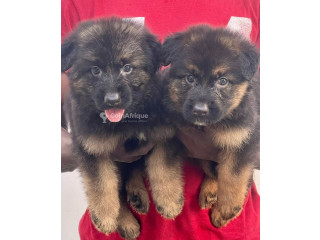 Chiot Bergers Allemands 