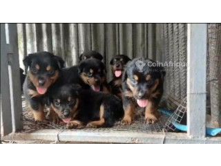 Chiot Rottweiler 