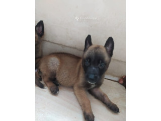 Chiot Berge Malinois 