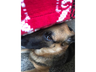 Chien Berger Allemand 