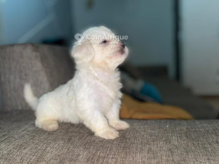 Chiot Caniche