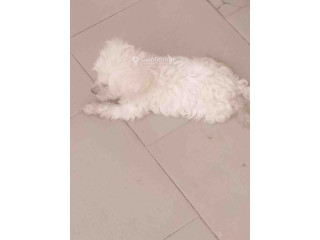 Chiots Bichon frisé