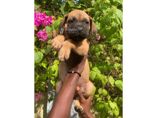 Chiot boeubull 