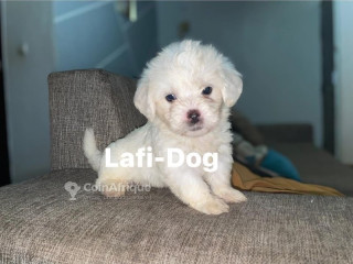 Bichon mâle et femelle 
