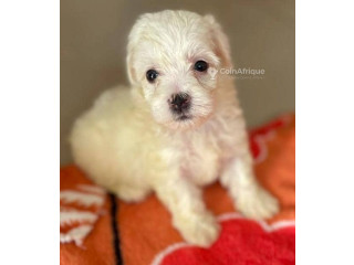 Bichon Maltais