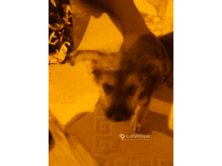 Chiot Caniche Allemand
