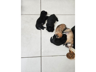 Chiots Maltipom