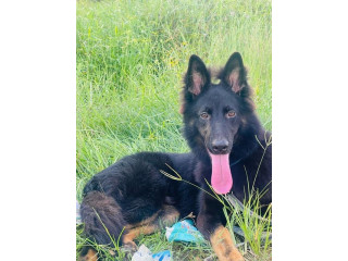 Chiot Berger Allemand