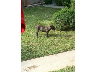 Chiot Boerboel 