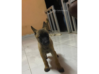 Chiot Berger Malinois 