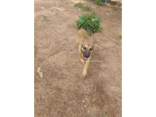 Chiot Berger 