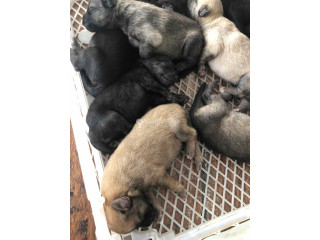 Chiot Malinois 